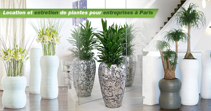 Location-entretien-plantes-entreprises-paris